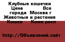 Клубные кошечки › Цена ­ 10 000 - Все города, Москва г. Животные и растения » Кошки   . Коми респ.